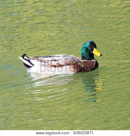 duck on the lake in the nature