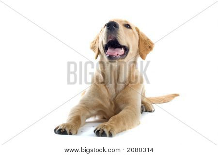 Cucciolo di Labrador Retriever