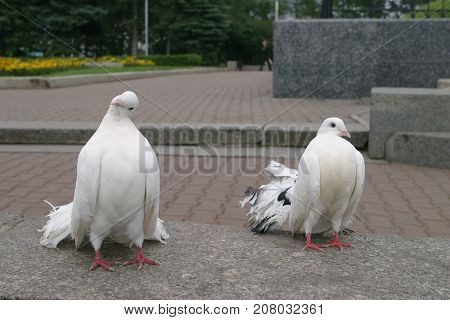 White Doves