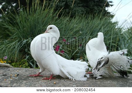 White Doves