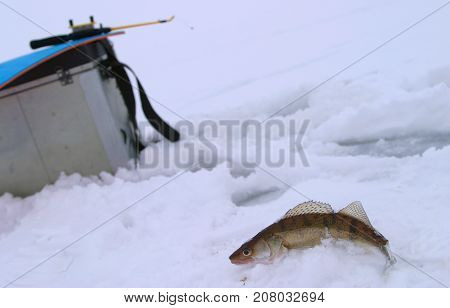 Pike