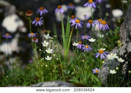 Mountain Flowers