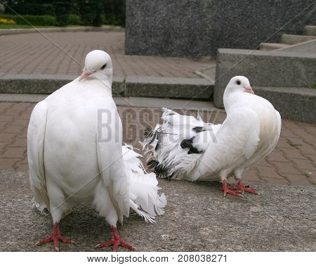 White Doves