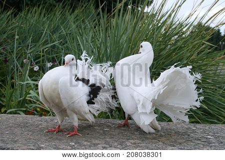 White Doves