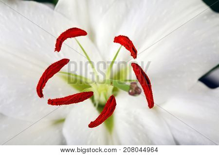 Madonna Lily