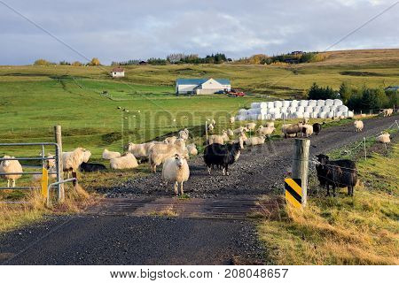 Icelandic Sheep In Infrared