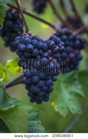 a bunch of dark grapes on a vine