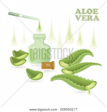 Pieces of aloe vera with vial isolated on white background. Aloe Vera leaves and slices with pipette and drops. Vector illustration.