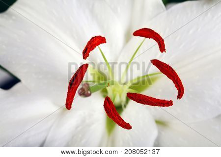 Madonna Lily