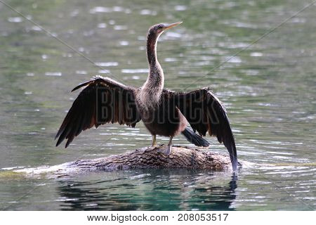 Anhinga (snakebird) drying his wings in the Silver River Florida