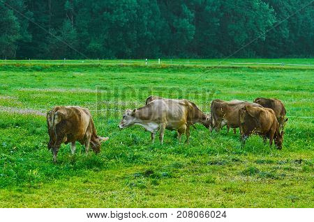 Cows In The Pasture