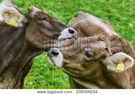 Cows In The Pasture