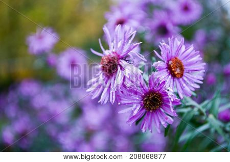 Three beautiful purple flowers close up photo