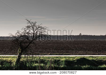 Scary scene of dried old tree by a field of plough land and fores in distance on a grey cold autumn evening and sunset light