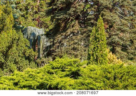 The Nikitsky Botanical Garden In Yalta