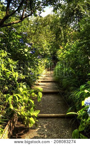 A trail through a Japanese Forest with lush vegetation in HDR.