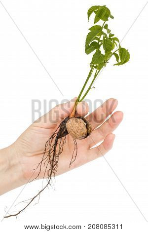 Female Hand Holds  Seedling Of A Walnut, Isolated On White Background