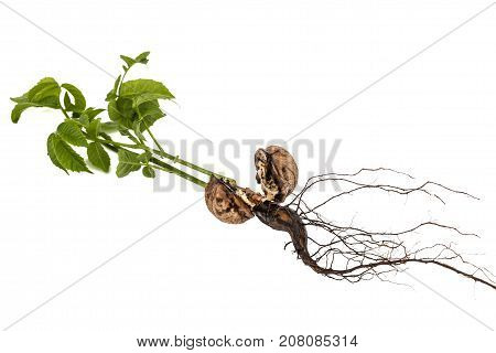 Sprout Of A Young Walnut, Isolated On White Background
