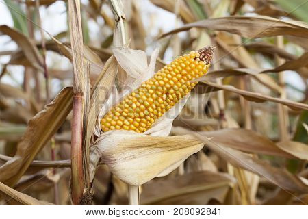 Photographed Mature Corn Yellow, Growing On The Territory Of The Farmland Field. Close-up. Small Dep