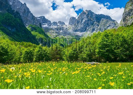 Picturesque Flowers In The Meadow In The High Mountains.