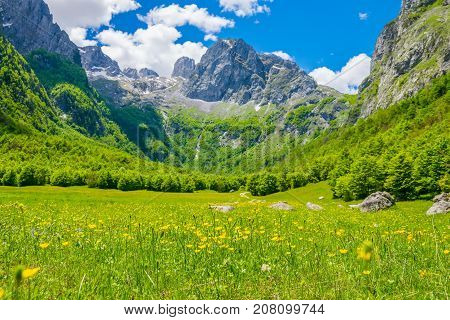 Picturesque Flowers In The Meadow In The High Mountains.