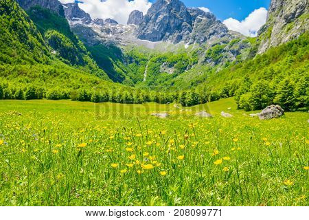 Picturesque Flowers In The Meadow In The High Mountains.