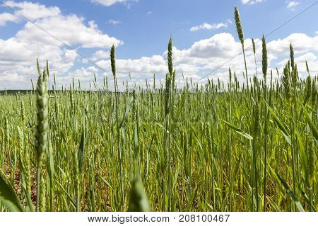 Big Field With Growing Green Stems Of Wheat In The Spring. Photo With Blue Sky