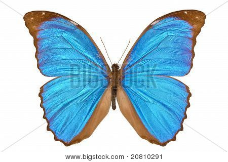 Modrá Morpho motýl (Menelaos modrá Morpho, Morpho Meneláos)
