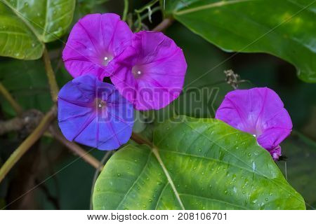 Closeup colorful Ocean Blue morning glory flower in blue purple color, known as koali awa, blue dawn (Ipomoea indica)