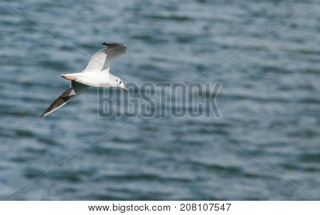Seagull flying over Draycote Waters, west midlands environmental conservation, England.