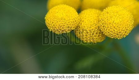 Common Ragwort Senecio jacobaea - beautiful yellow flower closeup macro.