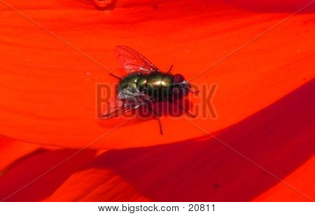 Insect On Flower 4
