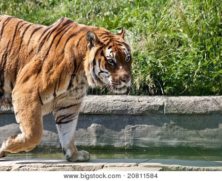 Walking Tiger (panthera Tigris)