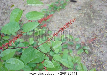 red Bauhinia strychnifolia is the Thai herble plant help in fix the flu