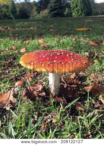 Colorful and pretty fairy toad stool with white spots in a field