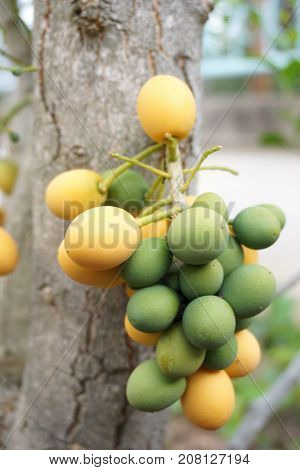 Melientha suavis Pierre is the scientific name of thai favorite vegetable