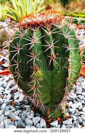 Beautiful Cactus plant / cactus fruit  close up view