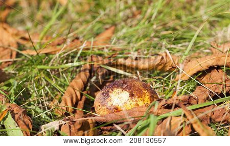 Ripened And Fallen To The Ground Fruits Of Chestnut Brown. Autumn Season. Photo Taken Closeup. Visib