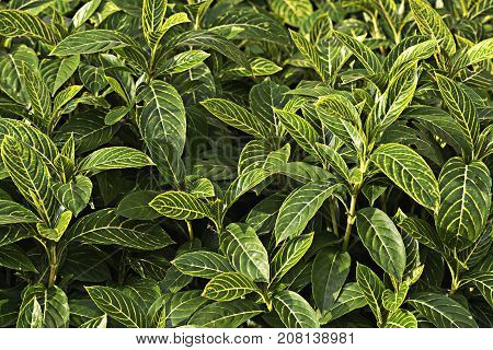 Background of green Sanchezia speciosa Leonard leaves