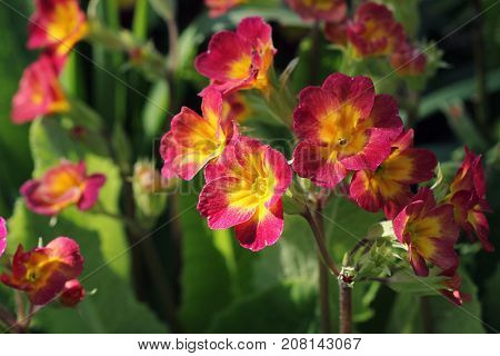 Perennial primrose or primula in the spring garden. Spring primroses flowers, primula polyanthus. The beautiful red colors primrose flowers garden.