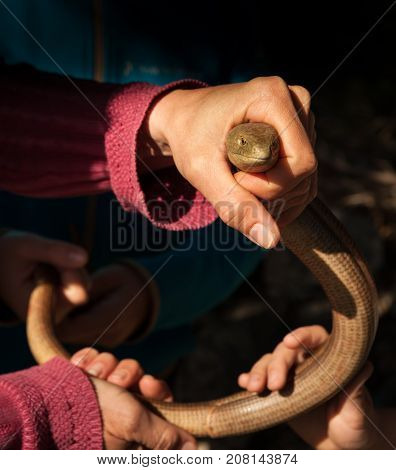 Euopean legless lizard (Sheltopusik) captured and held ba four hands