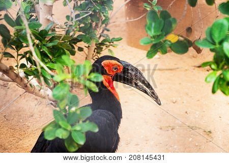 Southern Ground Hornbill. Bucorvus leadbeateri with a red head and blue eyes. Shallow focus. Focus on the bird's head. Selective focus.