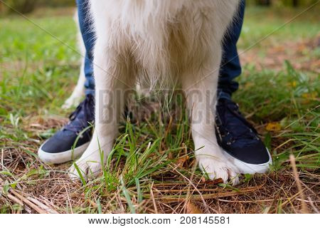 The paws of the golden retriever and the owner's boots on the green grass. Walk in the park with a dog in summer or autumn. Friendship between man and animal.