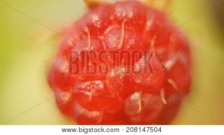 Raspberry Plant In Bush Close Up. Green Background