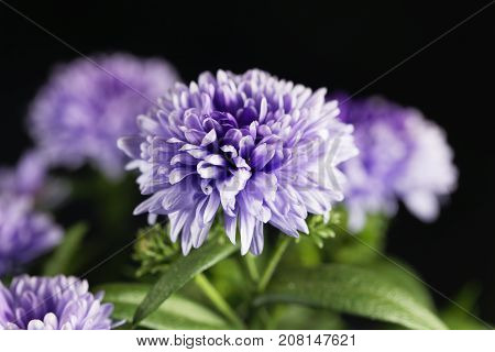 New York Aster (symphyotrichum Novi-belgii)