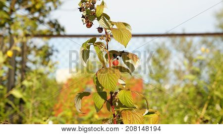 Raspberry