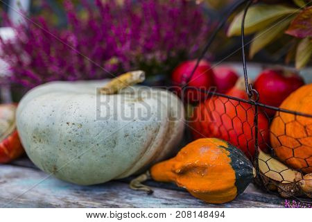 Pumpkins and autumn harvest and autumn decoration in the garden.
