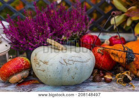Pumpkins and autumn harvest and autumn decoration in the garden.