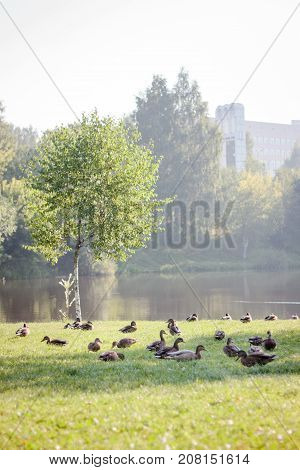 Fock of ducks walking on the grass.