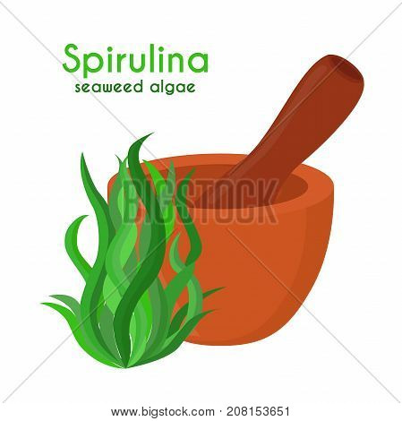Spirulina, algae, seaweed with pestle, mortar. Made in cartoon flat style. Vector illustration